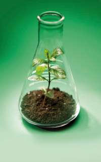 Il sintetico è Green